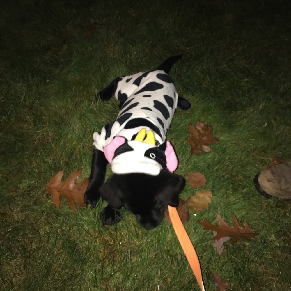 Puppy Costume Cow - Picture 2 of 2